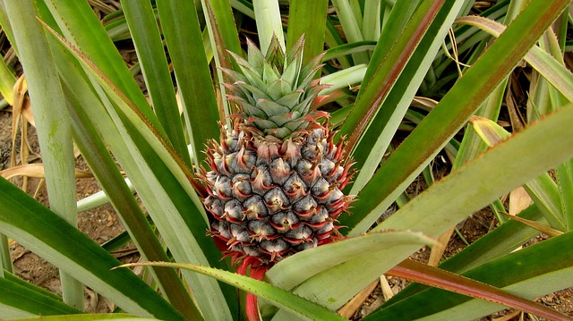 pineapple-571792_640